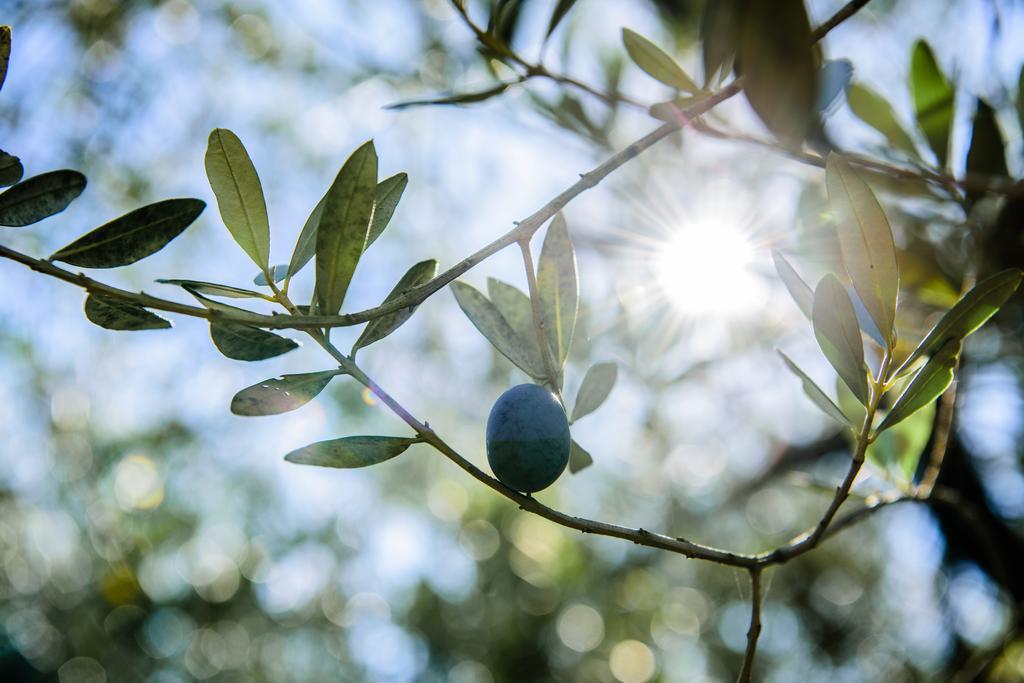 aCasaMia Wine Resort San Cipriano Picentino Esterno foto